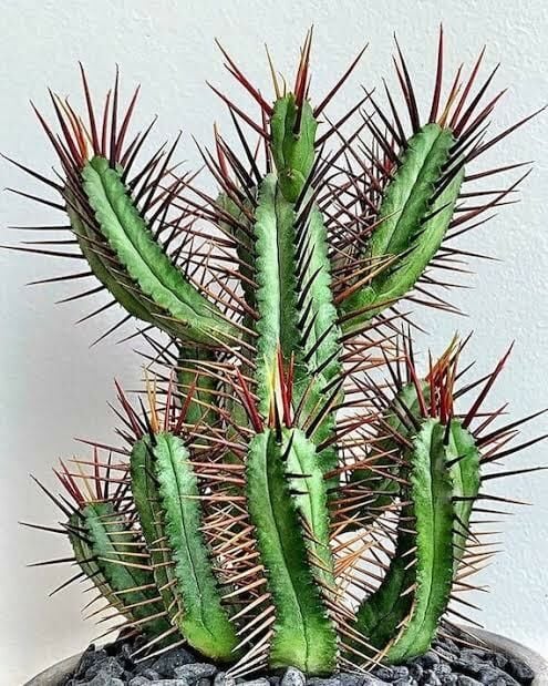 Euphorbia Enopla Sukulent Harika Formda Kırmızı Dikenli Süt Kaktüsü