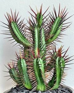 Euphorbia Enopla Sukulent Harika Formda Kırmızı Dikenli Süt Kaktüsü