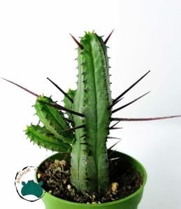 Euphorbia Enopla Sukulent Harika Formda Kırmızı Dikenli Süt Kaktüsü
