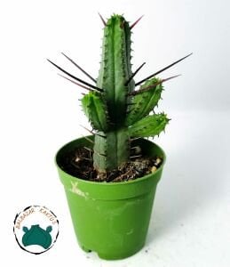 Euphorbia Enopla Sukulent Harika Formda Kırmızı Dikenli Süt Kaktüsü