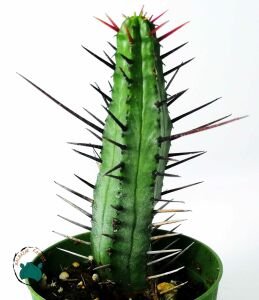 Euphorbia Enopla Sukulent Harika Formda Kırmızı Dikenli Süt Kaktüsü