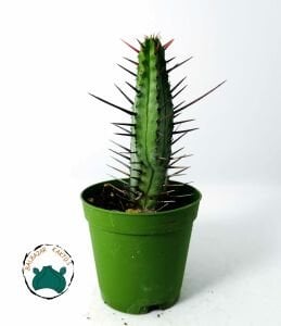 Euphorbia Enopla Sukulent Harika Formda Kırmızı Dikenli Süt Kaktüsü