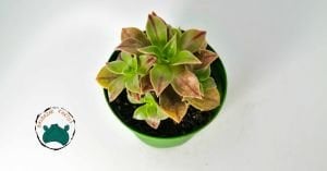 Aeonium Leucoblepharum Gökkuşağı Renk Değiştiren Sukulent Özel Tür 8.5CM Saksıda