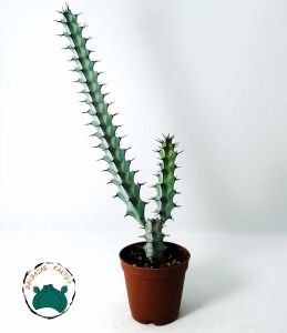 Euphorbia Greenwayi Sukulent Özel Tür Süt Kaktüsü