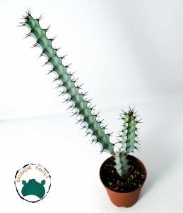 Euphorbia Greenwayi Sukulent Özel Tür Süt Kaktüsü