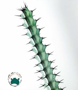 Euphorbia Greenwayi Sukulent Özel Tür Süt Kaktüsü