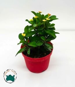Euphorbia Milii Dikenler Tacı Pembe Sarı Çiçek Açar 8.5CMlik Saksıda