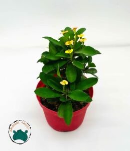 Euphorbia Milii Dikenler Tacı Pembe Sarı Çiçek Açar 8.5CMlik Saksıda