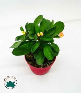 Euphorbia Milii Dikenler Tacı Pembe Sarı Çiçek Açar 8.5CMlik Saksıda