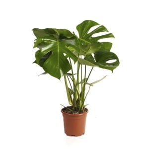 Monstera Deliciosa Tropik Ev Bitkisi Deve Tabanı Bitkisi +55cm Boy 14cm'lik Saksıda Delikli Yapraklı