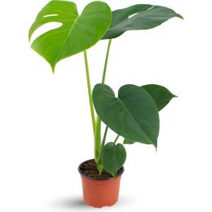 Monstera Deliciosa Tropik Ev Bitkisi Deve Tabanı Bitkisi +55cm Boy 14cm'lik Saksıda Delikli Yapraklı