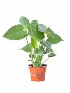 Monstera Deliciosa Tropik Ev Bitkisi Deve Tabanı Bitkisi +55cm Boy 14cm'lik Saksıda Delikli Yapraklı