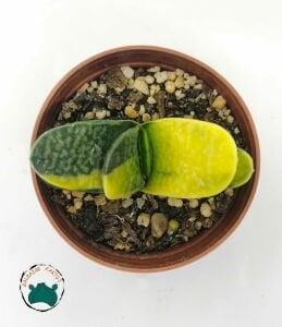 Gasteria Dorenia Variegata Sukulent Koleksiyonluk Alacalı Yapraklı Succulent