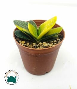 Gasteria Dorenia Variegata Sukulent Koleksiyonluk Alacalı Yapraklı Succulent