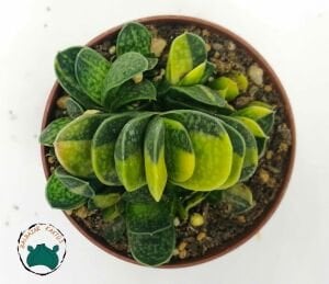 Gasteria Dorenia Variegata Sukulent Koleksiyonluk Alacalı Yapraklı Succulent