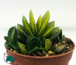 Gasteria Dorenia Variegata Sukulent Koleksiyonluk Alacalı Yapraklı Succulent