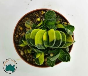 Gasteria Dorenia Variegata Sukulent Koleksiyonluk Alacalı Yapraklı Succulent