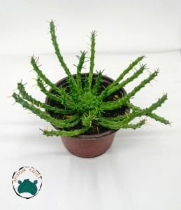 Euphorbia Flanaganii Sukulent Medusa Başı Ahtapot Kaktüsü 12cm Saksıda