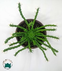 Euphorbia Flanaganii Sukulent Medusa Başı Ahtapot Kaktüsü 12cm Saksıda