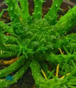 Euphorbia Flanaganii Sukulent Medusa Başı Ahtapot Kaktüsü 12cm Saksıda