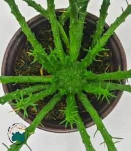 Euphorbia Flanaganii Sukulent Medusa Başı Ahtapot Kaktüsü 12cm Saksıda