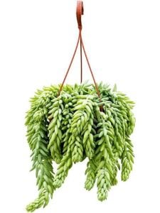Sedum Morganianum Sukulent Boncuk Sukulent 5,5CM Saksıda