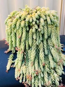 Sedum Morganianum Sukulent Boncuk Sukulent 5,5CM Saksıda
