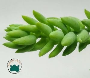 Sedum Morganianum Sukulent Boncuk Sukulent 5,5CM Saksıda