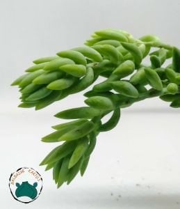 Sedum Morganianum Sukulent Boncuk Sukulent 5,5CM Saksıda