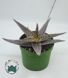 Aloe Orange Marmalade Turuncu Yapraklı 8.5cm Saksıda