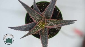 Aloe Orange Marmalade Turuncu Yapraklı 8.5cm Saksıda