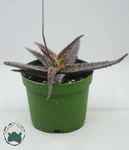 Aloe Orange Marmalade Turuncu Yapraklı 8.5cm Saksıda