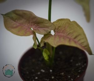Syngonium Red – Ok Başı Sarmaşığı Salon Bitkisi