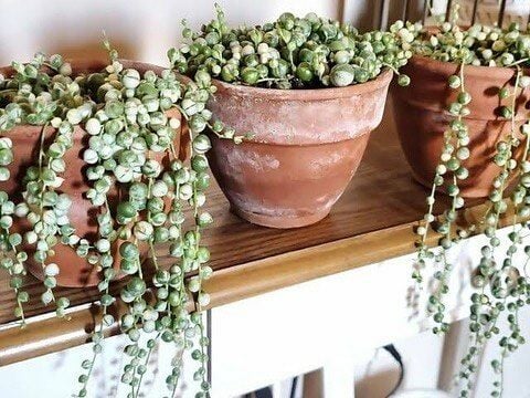 Senecio Rowleyanus Variegata Sukulent Sarı Tesbih Çiçeği Bezelye Çiçeği 8,5CM Saksıda