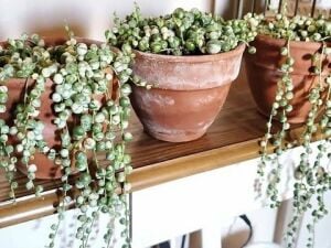 Senecio Rowleyanus Variegata Sukulent Sarı Tesbih Çiçeği Bezelye Çiçeği 8,5CM Saksıda