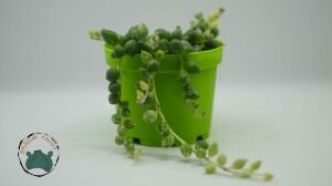 Senecio Rowleyanus Variegata Sukulent Sarı Tesbih Çiçeği Bezelye Çiçeği 8,5CM Saksıda