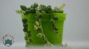 Senecio Rowleyanus Variegata Sukulent Sarı Tesbih Çiçeği Bezelye Çiçeği 8,5CM Saksıda