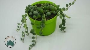 Senecio Rowleyanus Variegata Sukulent Sarı Tesbih Çiçeği Bezelye Çiçeği 8,5CM Saksıda