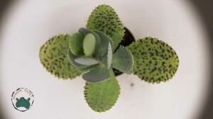 Kalanchoe Marmorata Sukulent Mor Benekli Yapraklı Tek Gövdeli
