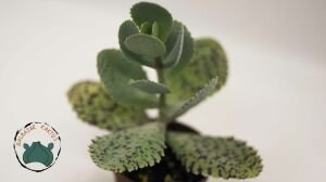 Kalanchoe Marmorata Sukulent Mor Benekli Yapraklı Tek Gövdeli
