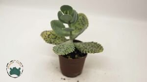 Kalanchoe Marmorata Sukulent Mor Benekli Yapraklı Tek Gövdeli