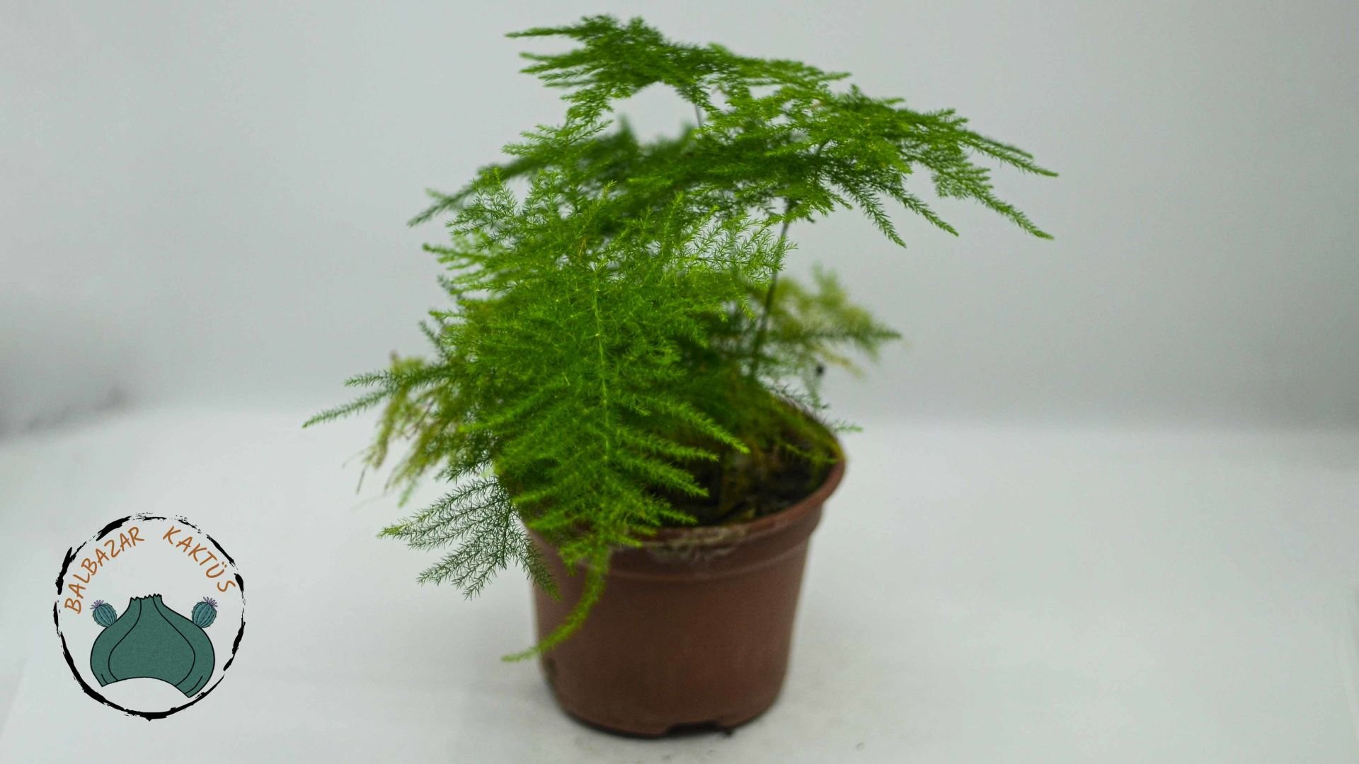 Asparagus Plumosus Kuş Konmaz Bitkisi Eğrelti Otu 10.5 CM Saksıda