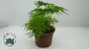 Asparagus Plumosus Kuş Konmaz Bitkisi Eğrelti Otu 10.5 CM Saksıda