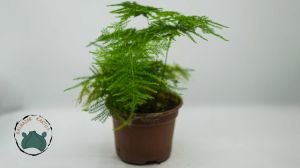 Asparagus Plumosus Kuş Konmaz Bitkisi Eğrelti Otu 10.5 CM Saksıda