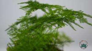 Asparagus Plumosus Kuş Konmaz Bitkisi Eğrelti Otu 10.5 CM Saksıda
