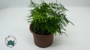 Asparagus Plumosus Kuş Konmaz Bitkisi Eğrelti Otu 10.5 CM Saksıda