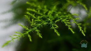 Asparagus Plumosus Kuş Konmaz Bitkisi Eğrelti Otu 10.5 CM Saksıda