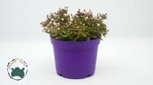 Crassula Humbertii Sukulent 8,5CM SAksı
