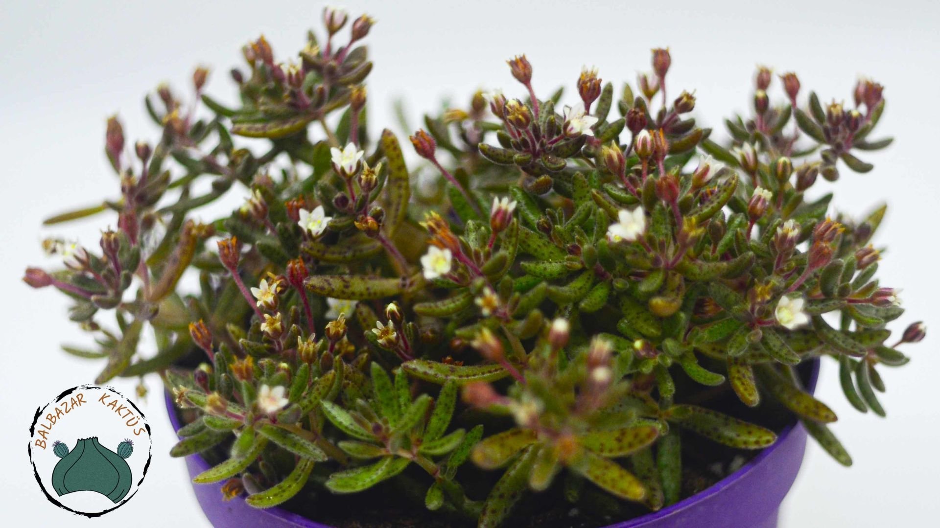 Crassula Humbertii Sukulent 8,5CM SAksı