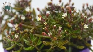 Crassula Humbertii Sukulent 8,5CM SAksı